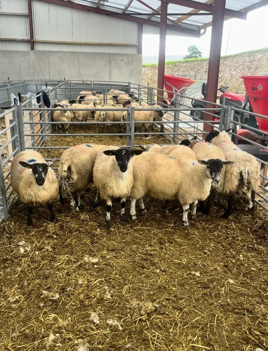 80 Ewe lambs Just off the Hill for Macroom Mart - Image 2