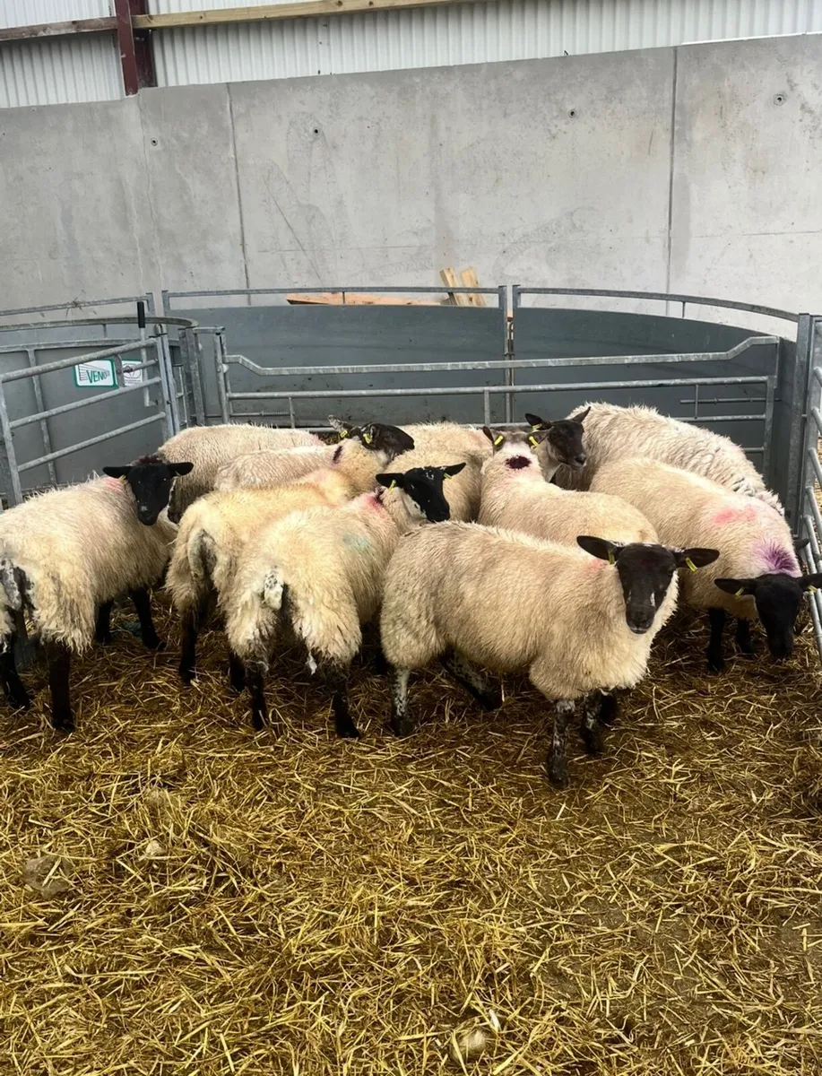 80 Ewe lambs Just off the Hill for Macroom Mart - Image 1