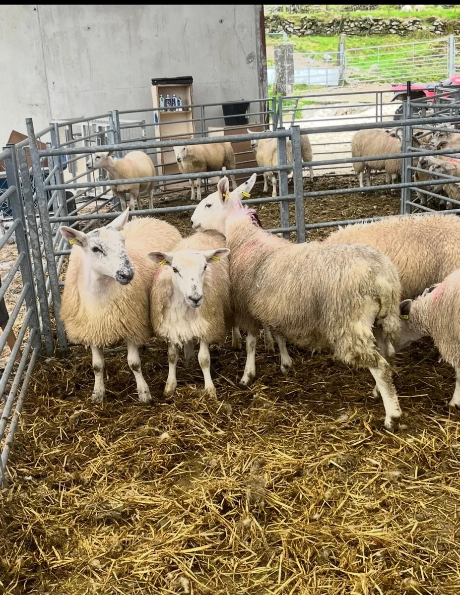 80 Ewe lambs Just off the Hill for Macroom Mart - Image 3