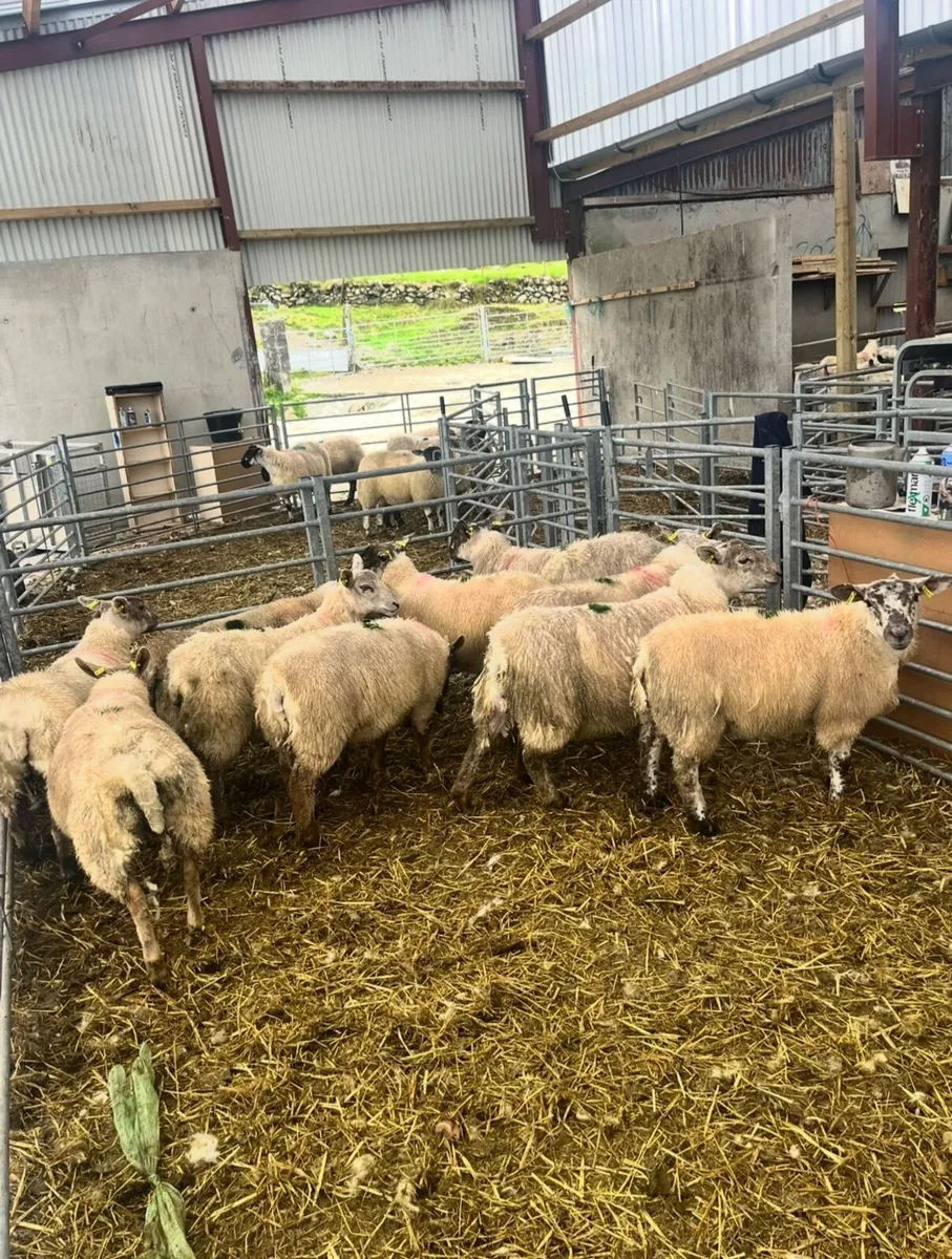 80 Ewe lambs Just off the Hill for Macroom Mart - Image 4
