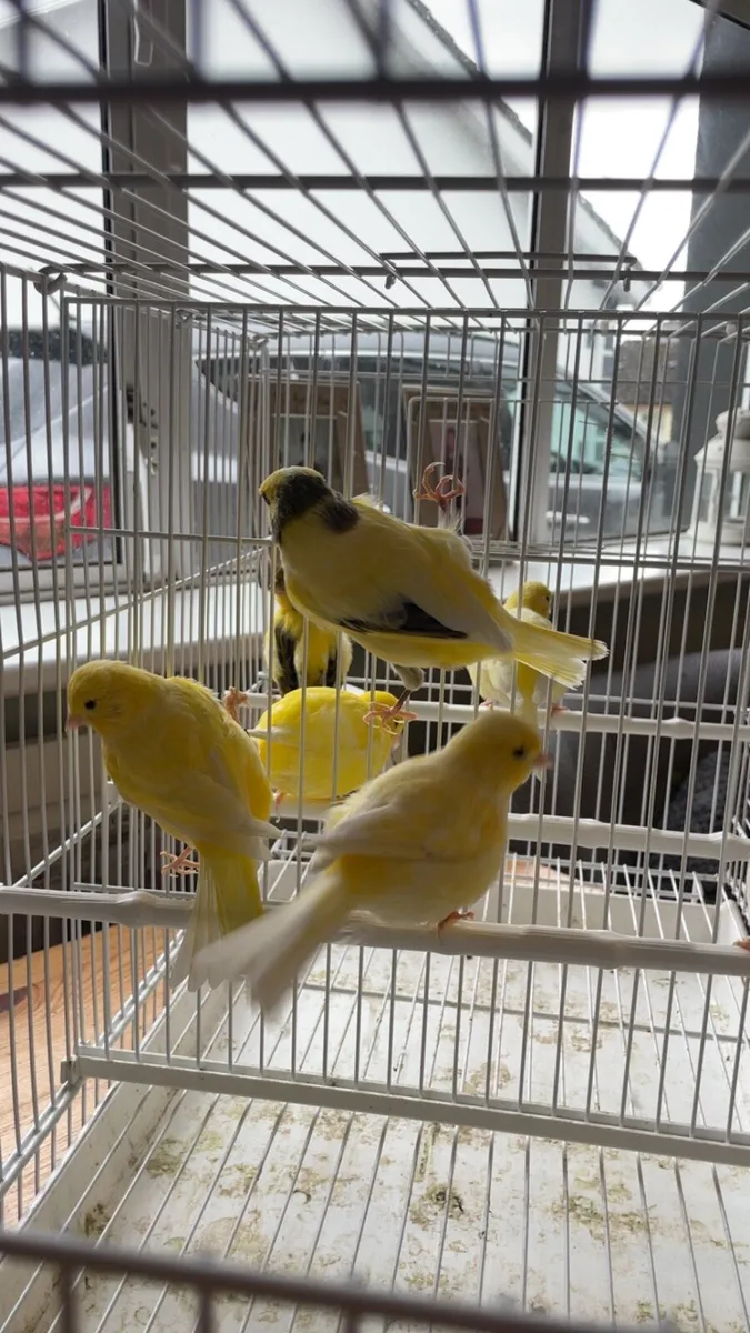 Canaries - Image 1