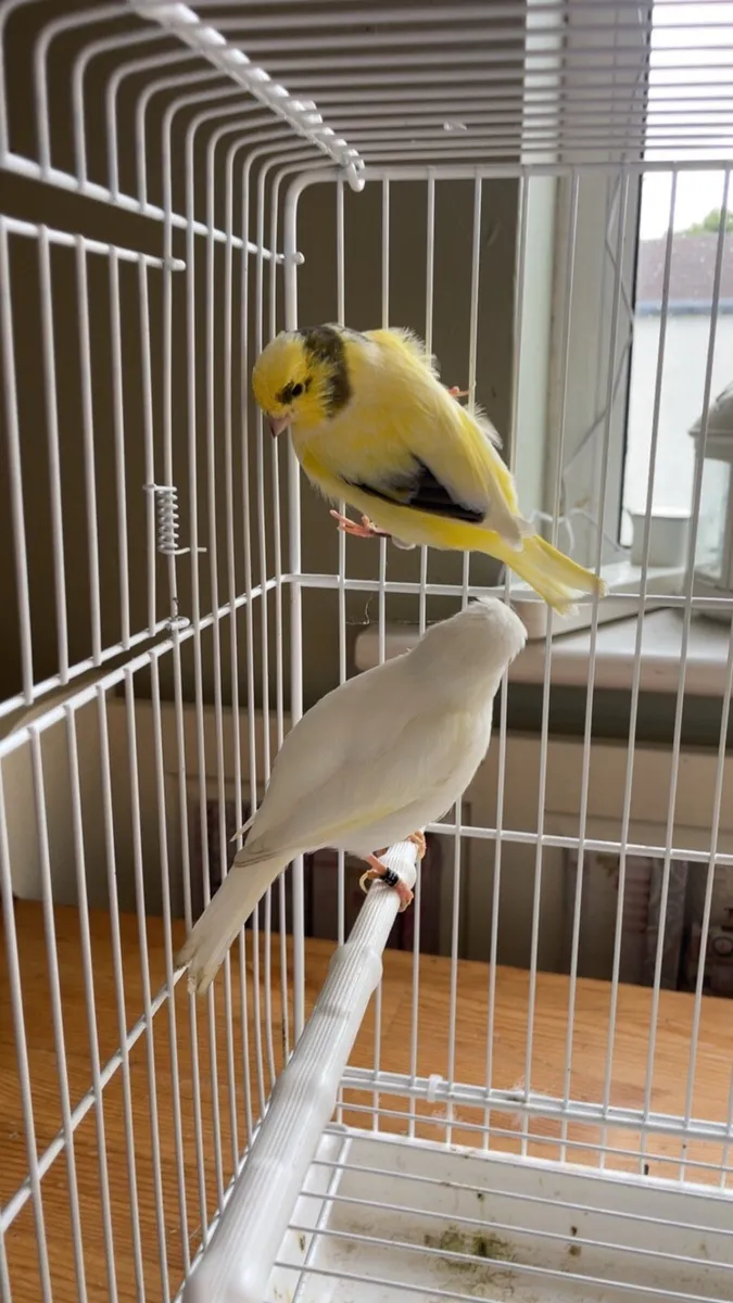 Canaries - Image 2