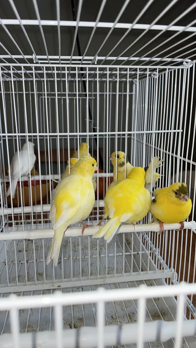 Canaries - Image 3
