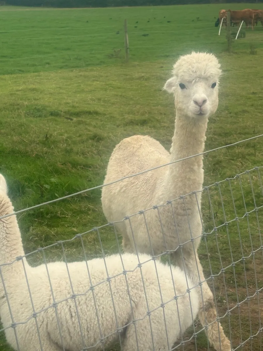 Alpacca family - Image 1