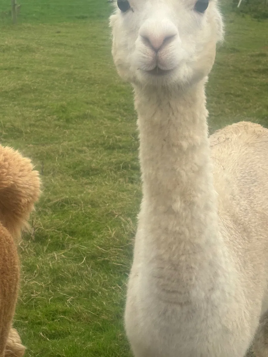 Alpacca family - Image 2