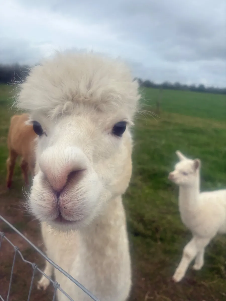 Alpacca family - Image 3