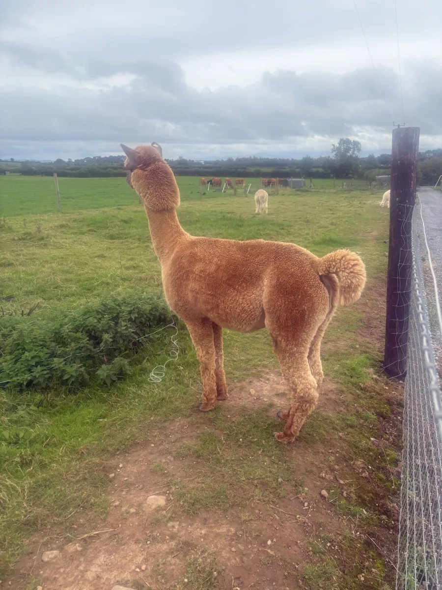 Alpacca family - Image 4