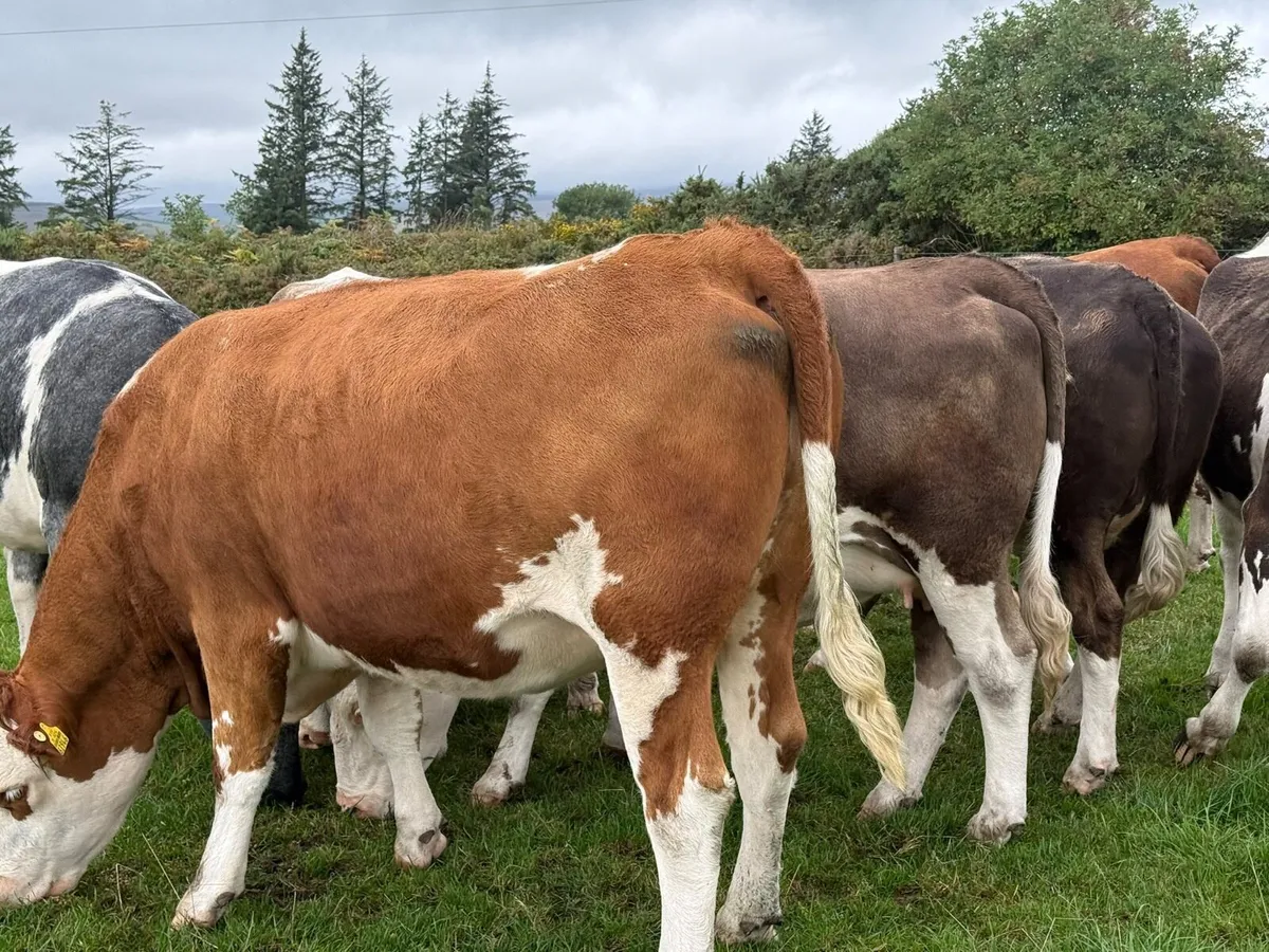 7 IN CALF SIMMENTAL HEIFERS  5⭐️ - Image 3