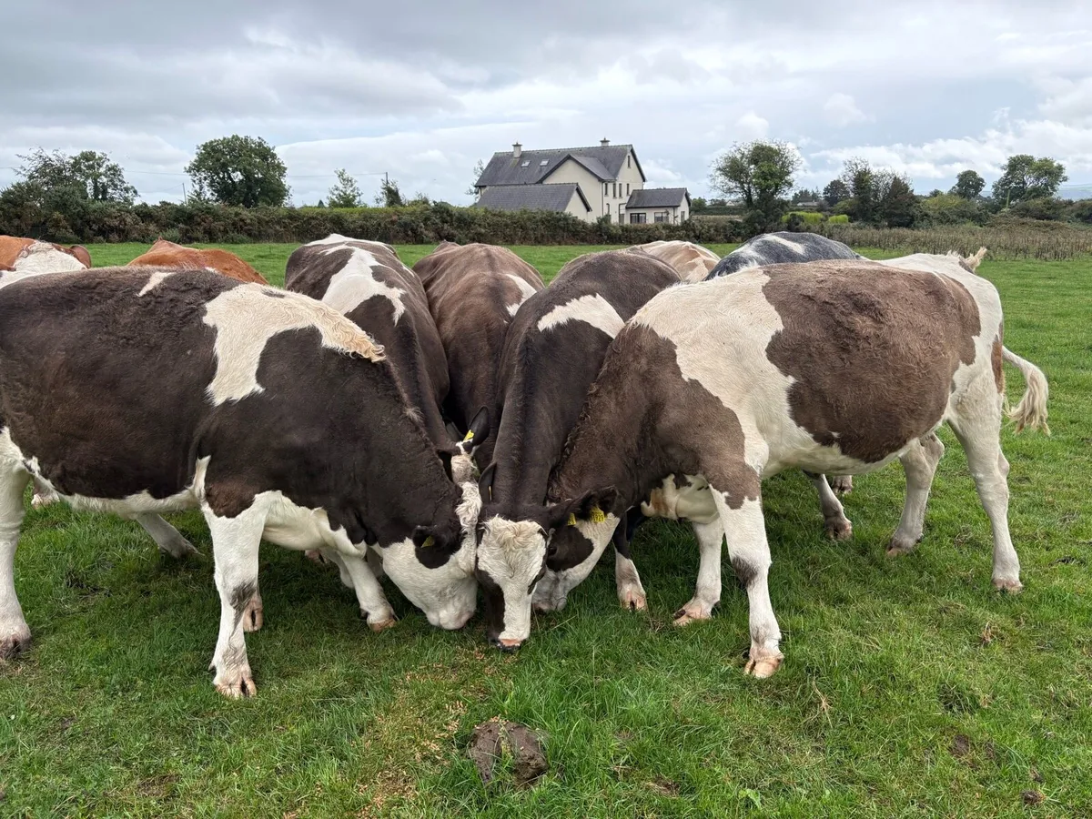 7 IN CALF SIMMENTAL HEIFERS  5⭐️ - Image 2
