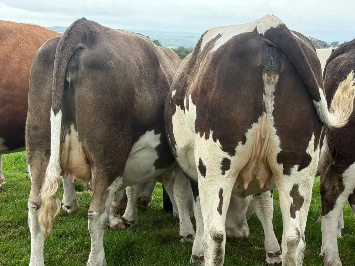 7 IN CALF SIMMENTAL HEIFERS  5⭐️ - Image 4