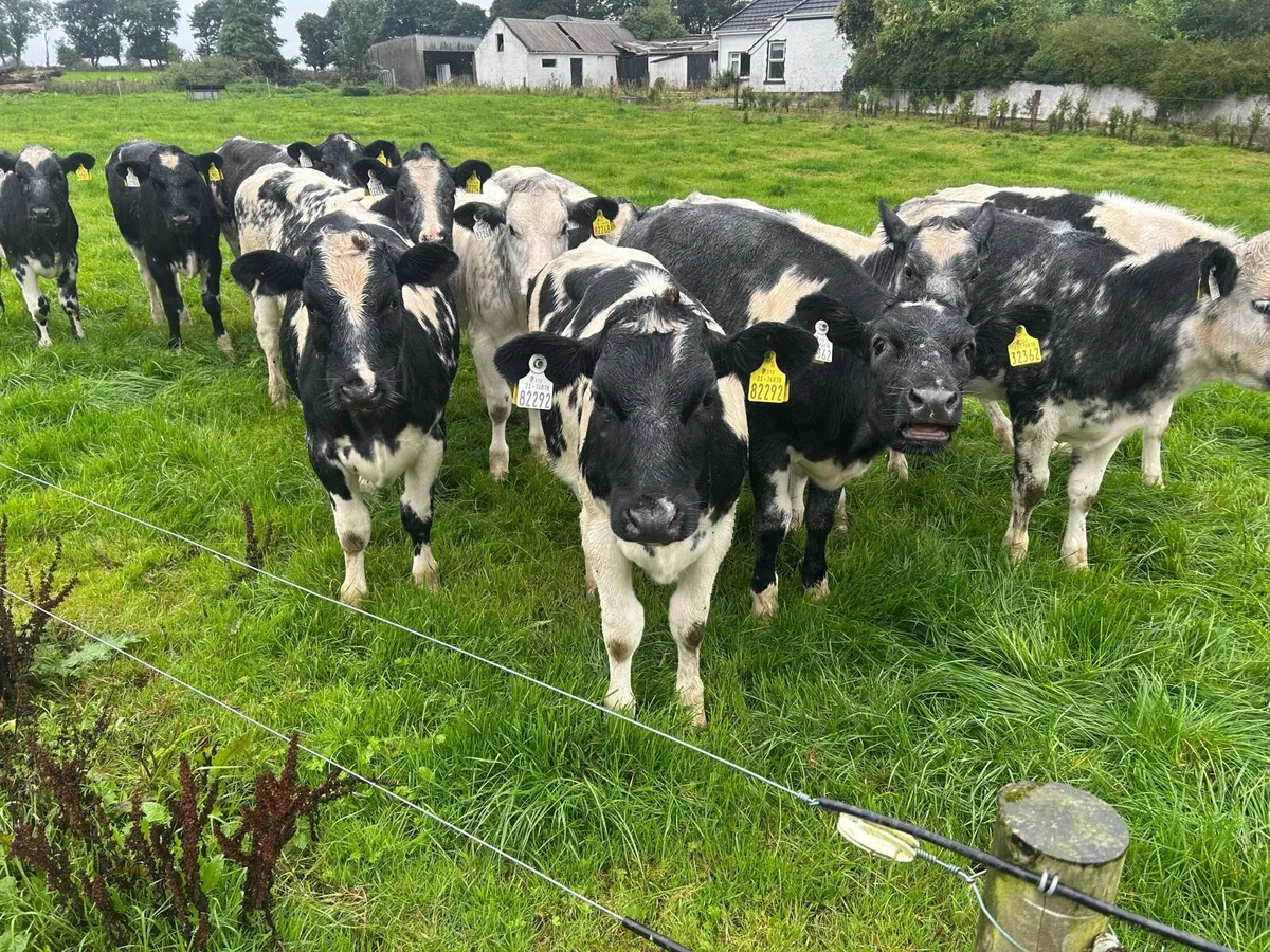 Belgian blue heifers - Image 2
