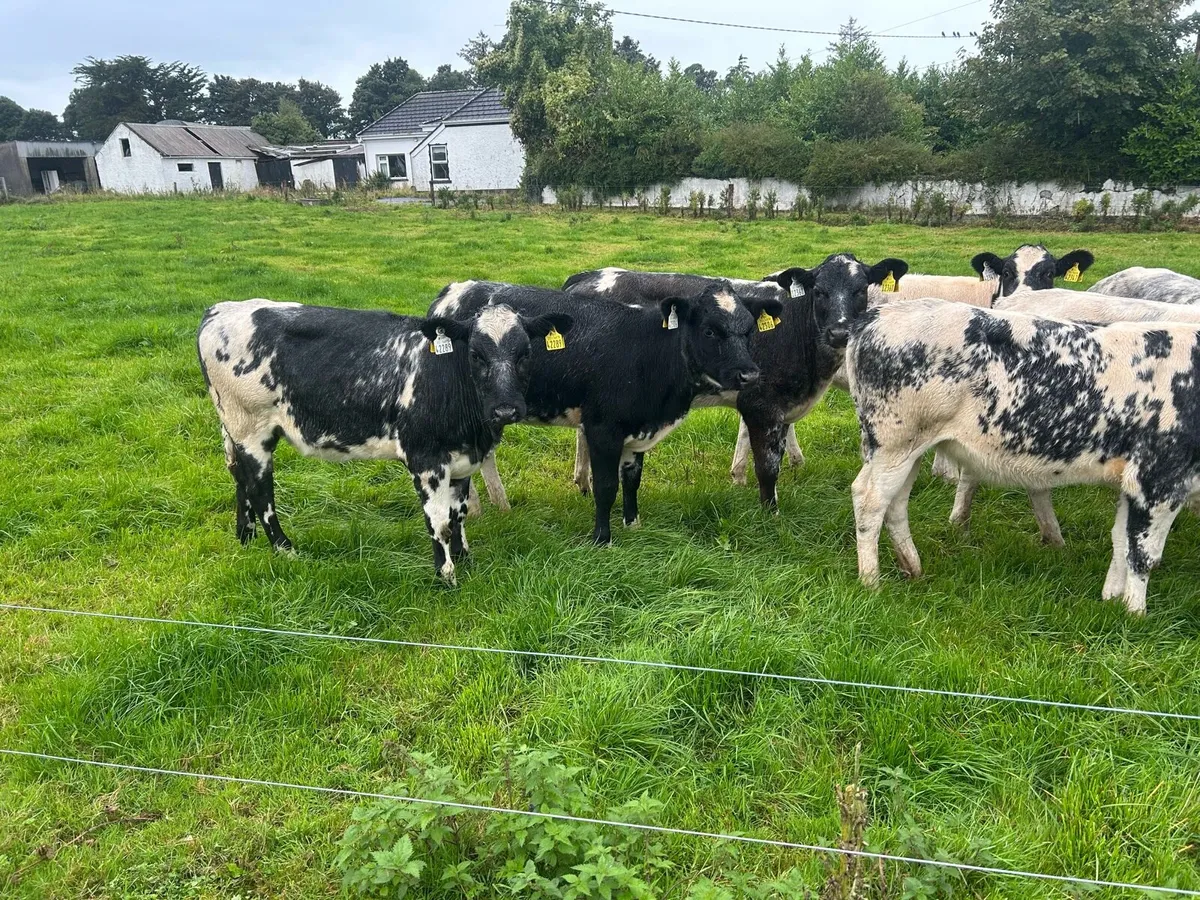 Belgian blue heifers - Image 3