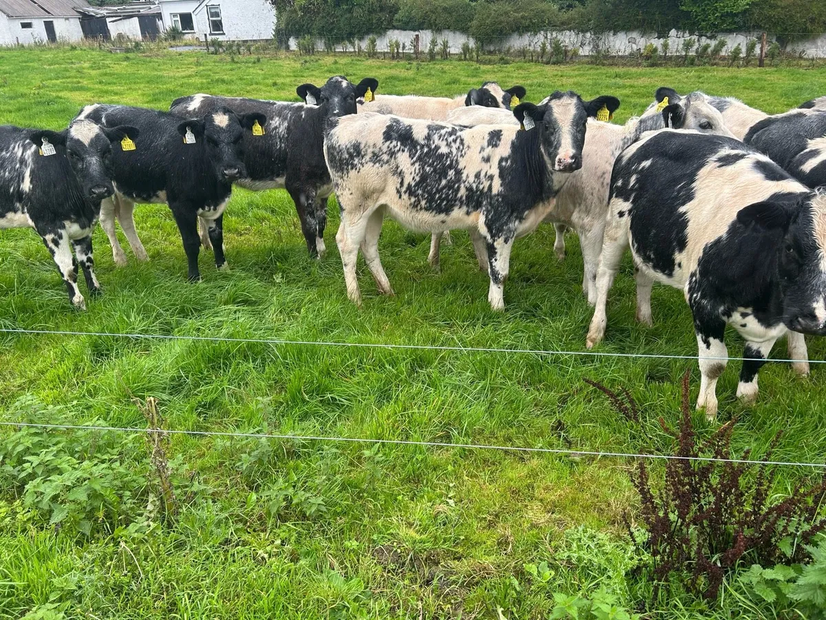 Belgian blue heifers - Image 4