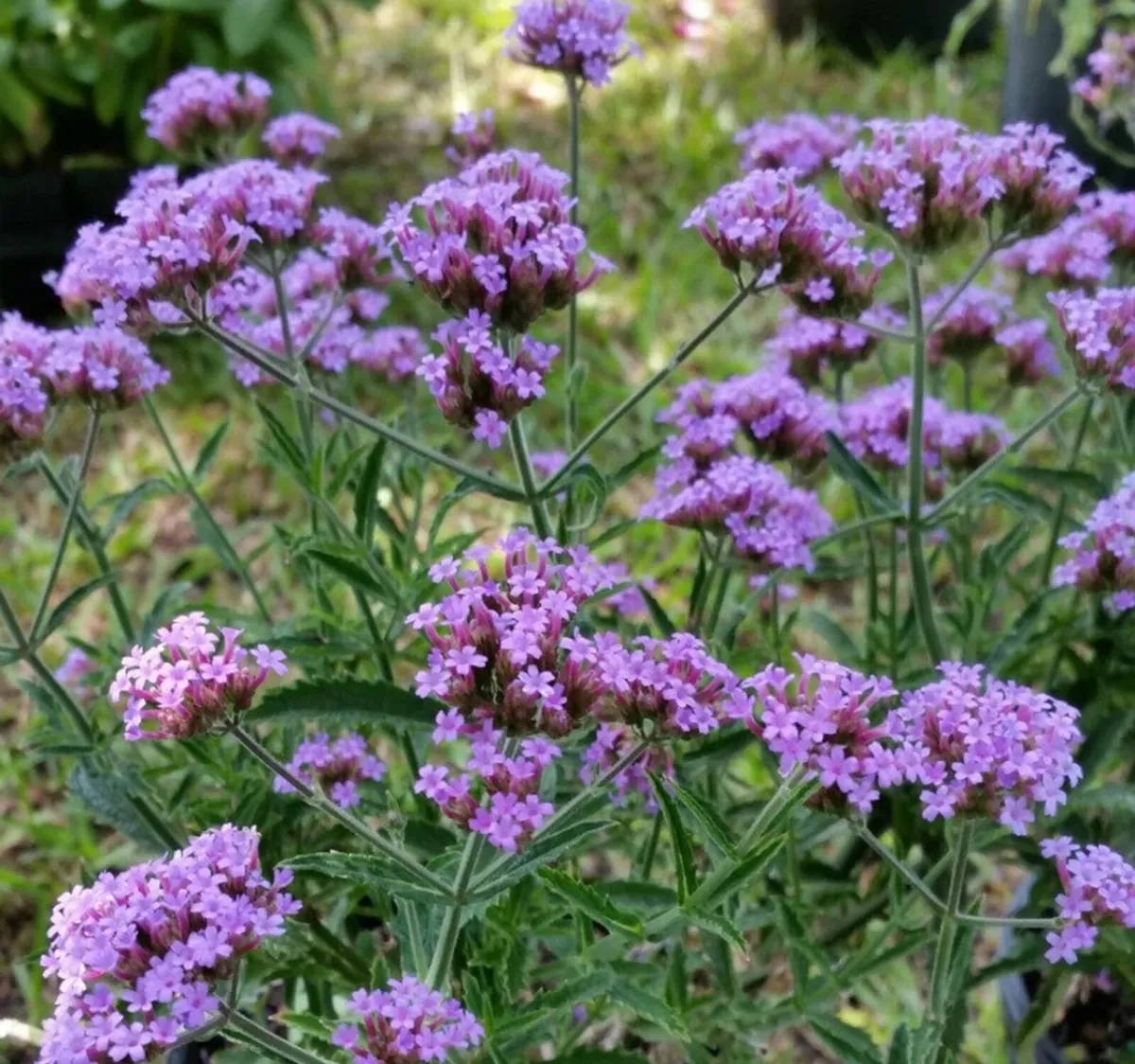 Verbena banariensis is a tall plant that blooms in - Image 3