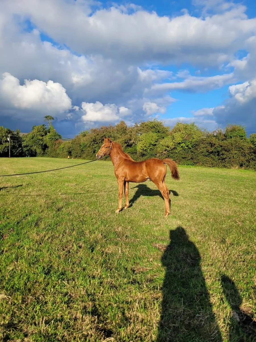 Show quality Colt Foal for sale - Image 1