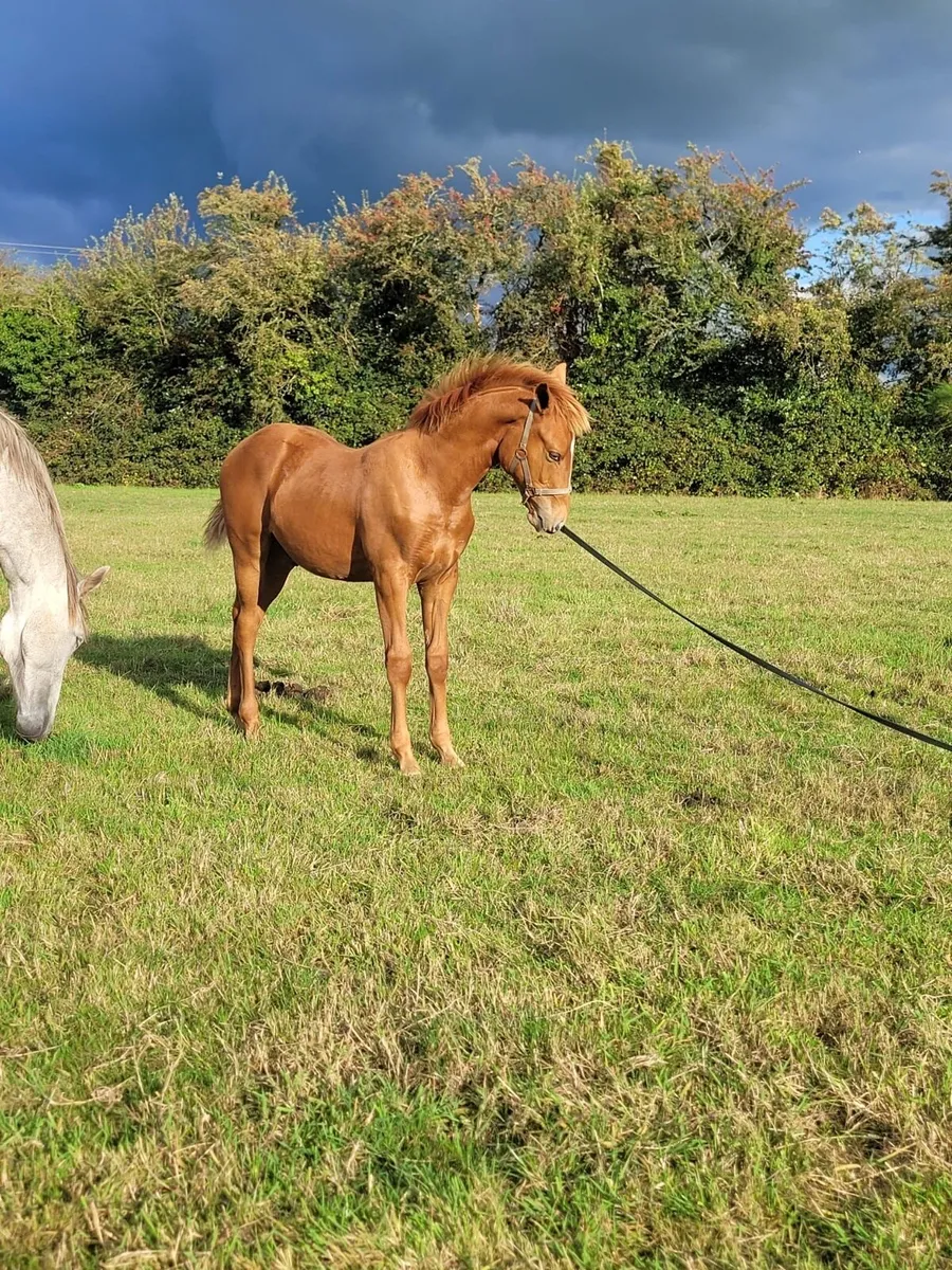 Show quality Colt Foal for sale - Image 2