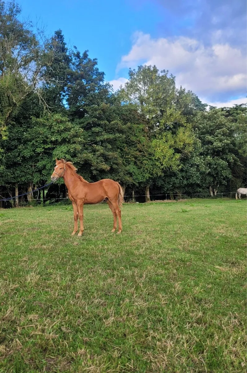Show quality Colt Foal for sale - Image 3
