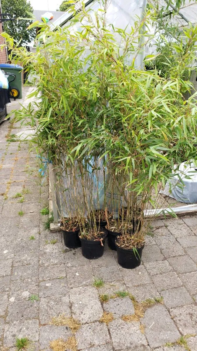 Fargesia Rufa . Delivery available - Image 2