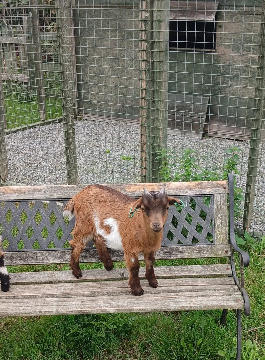 Pygmy Goat Kids - Image 1