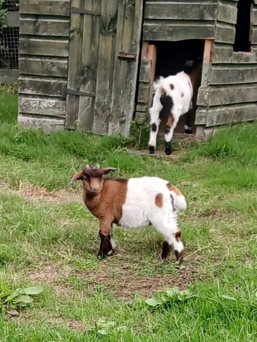 Pygmy Goat Kids - Image 2