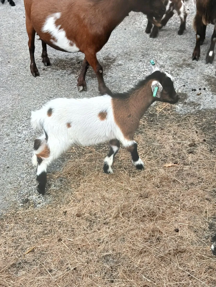 Pygmy Goat Kids - Image 3