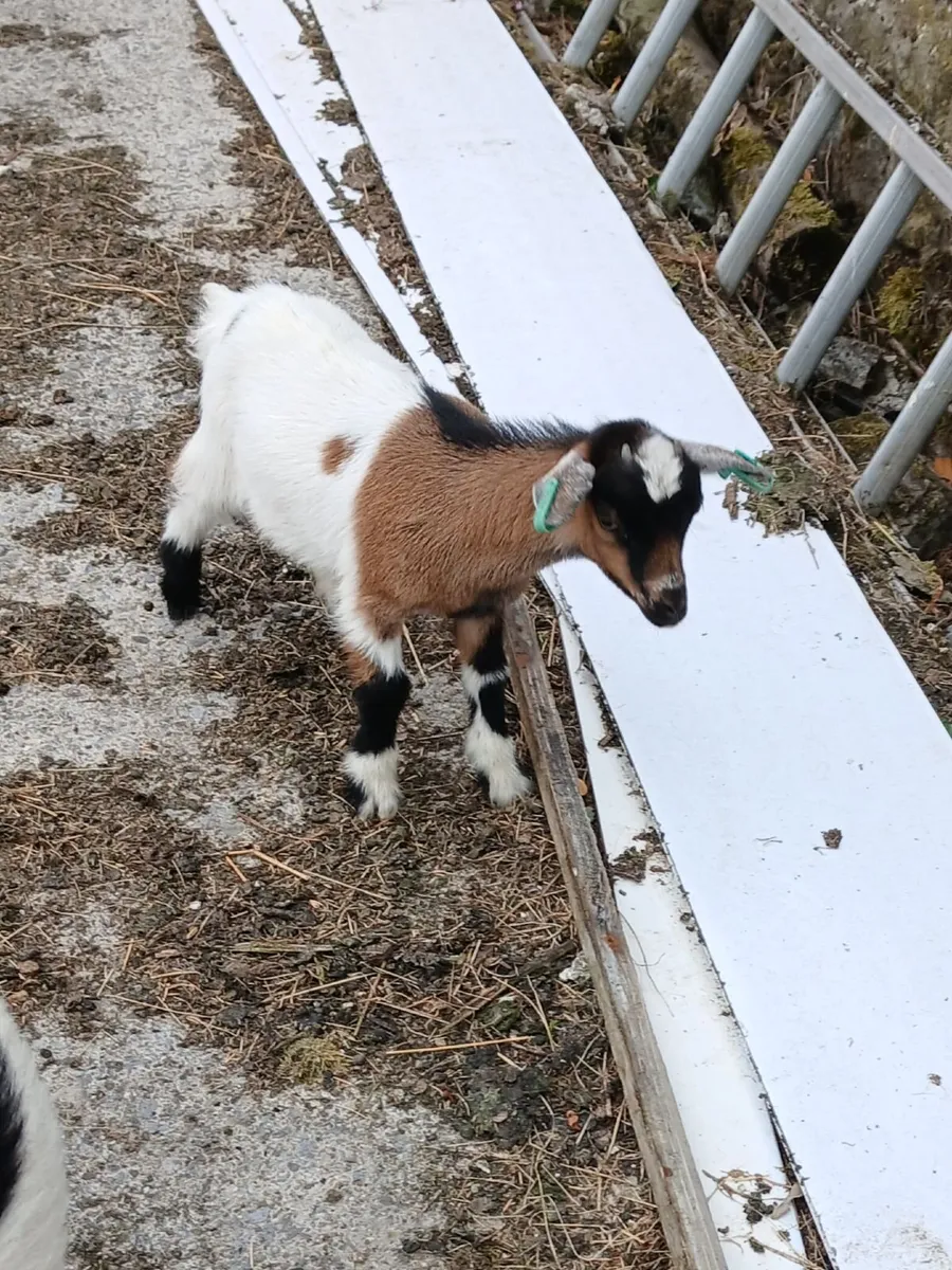 Pygmy Goat Kids - Image 4