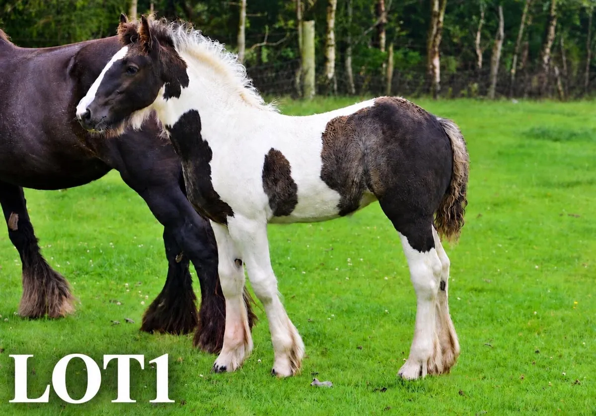 🌟Quality Foals🌟 - Image 3