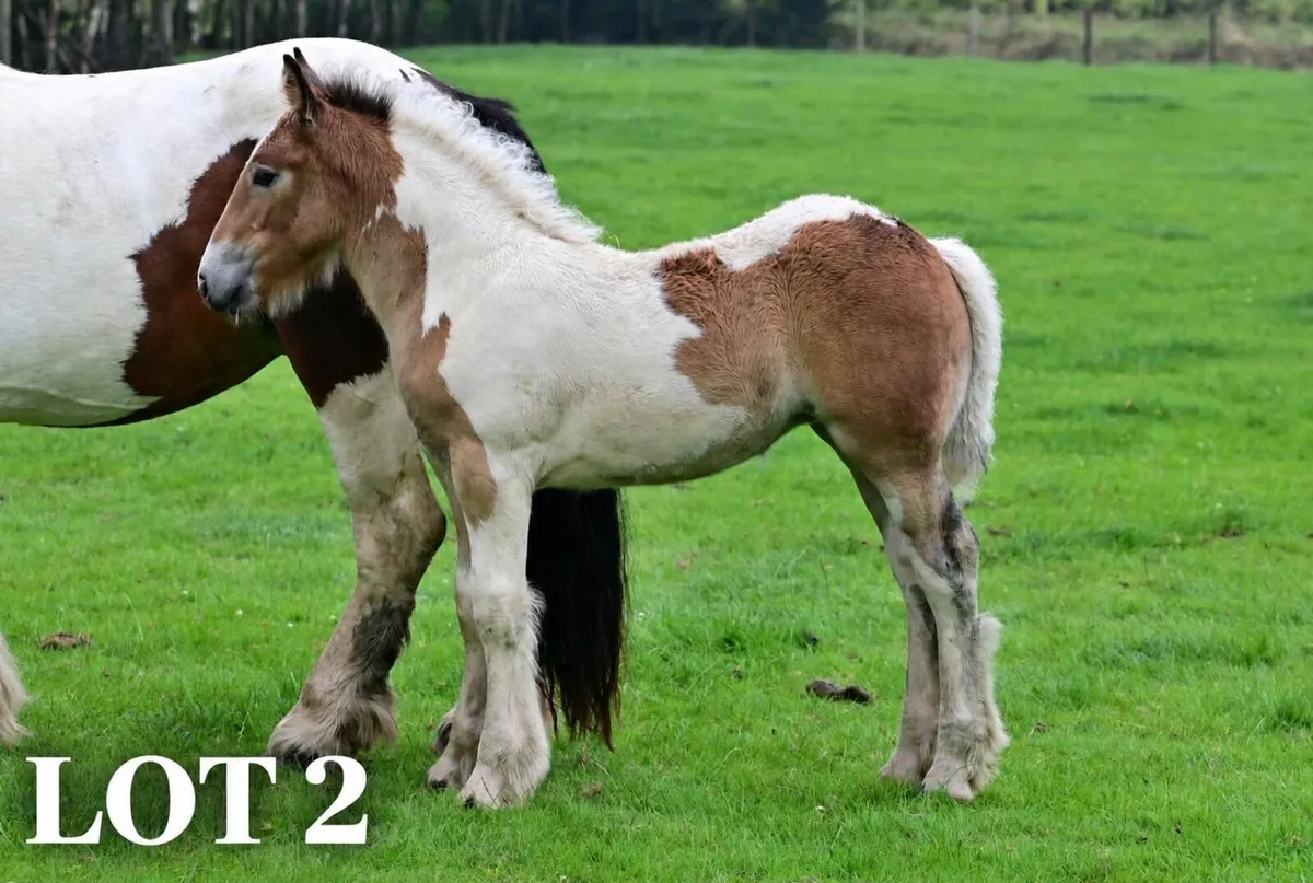 🌟Quality Foals🌟 - Image 1