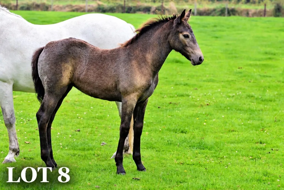 🌟Quality Foals🌟 - Image 4