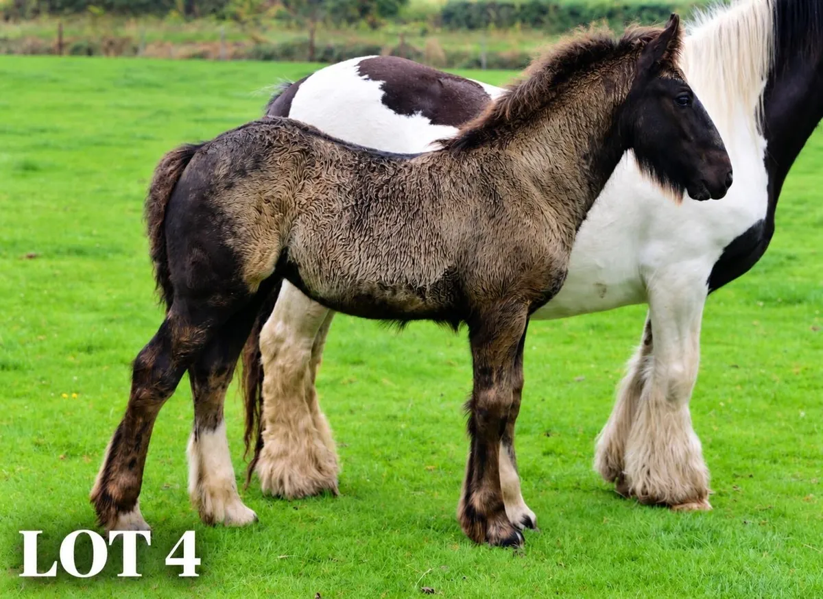 🌟Quality Foals🌟 - Image 4