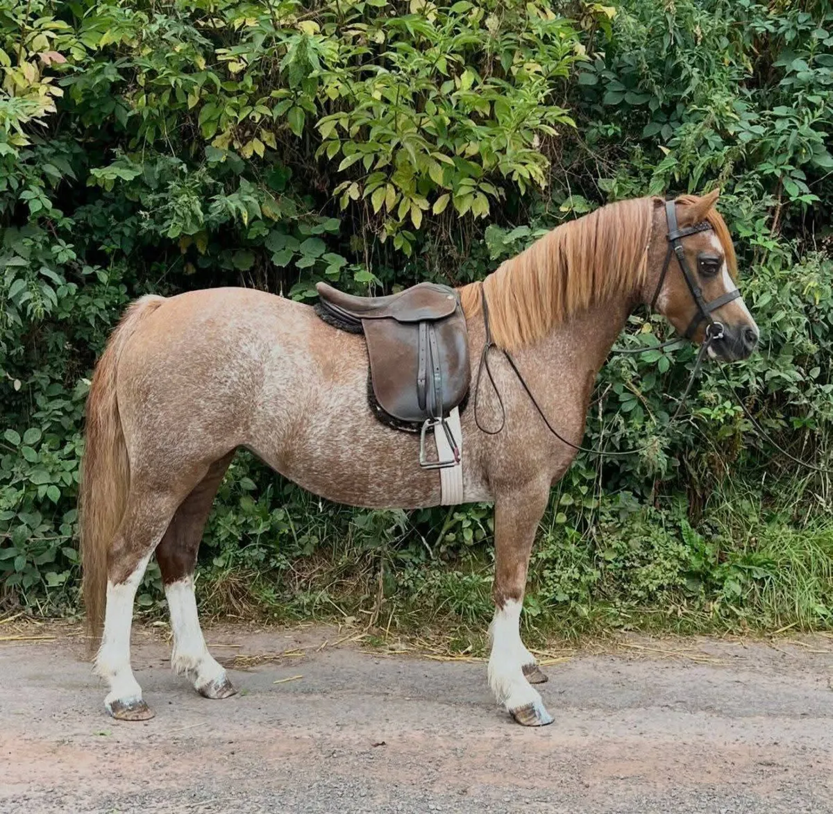 12h Welsh Section A Mare. - Image 1