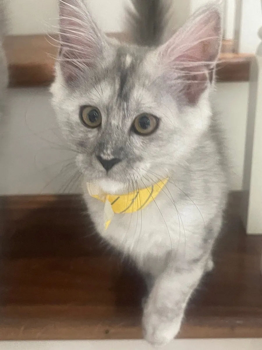 Mainecoon - Image 1