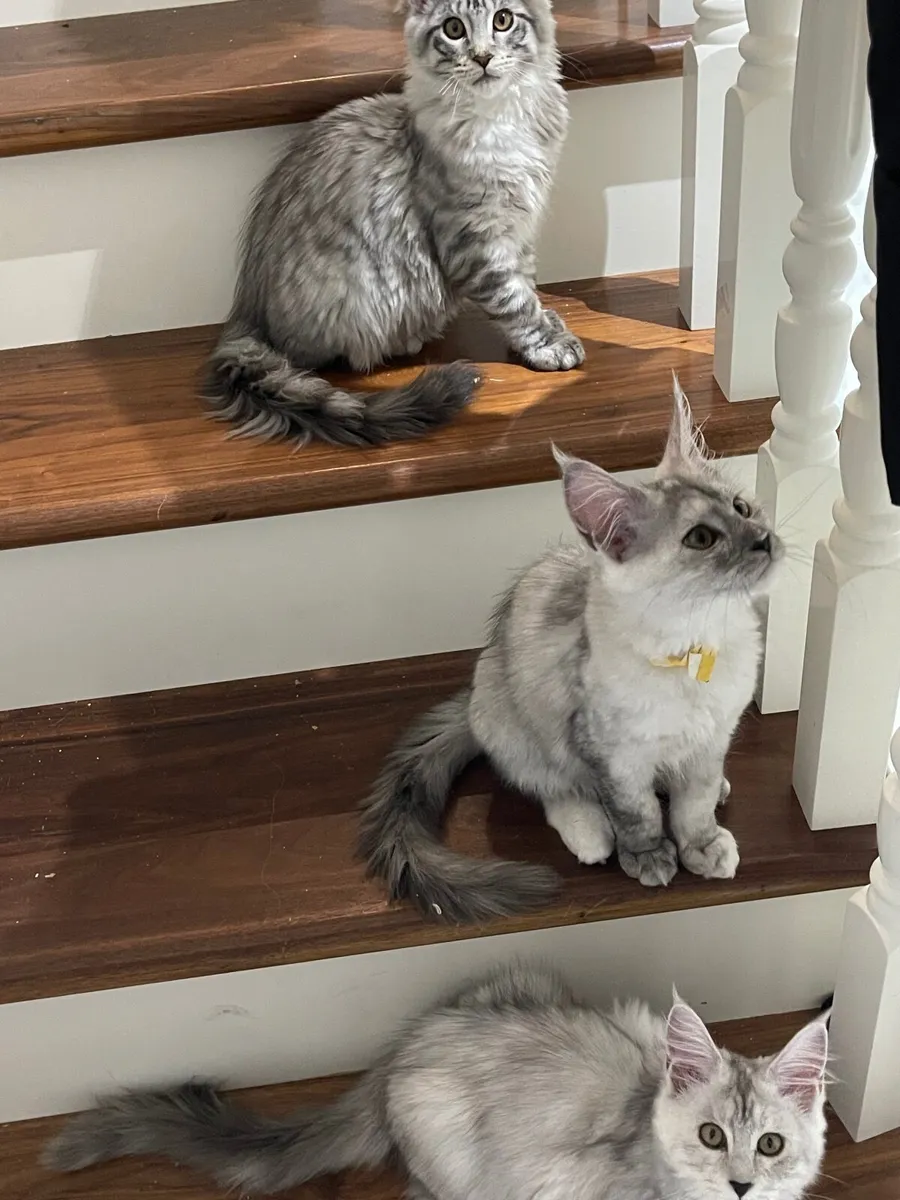 Mainecoon - Image 2