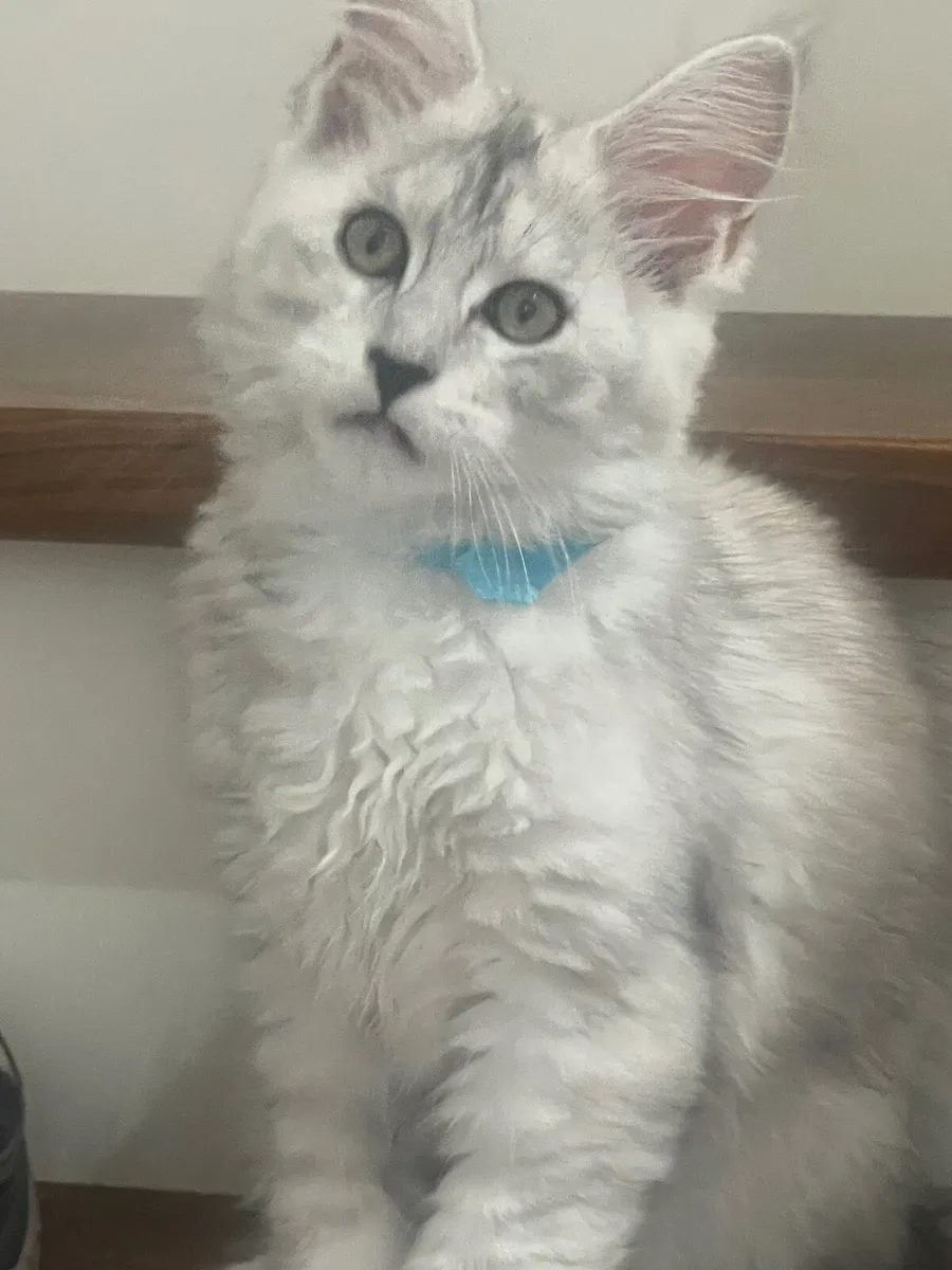 Mainecoon - Image 3