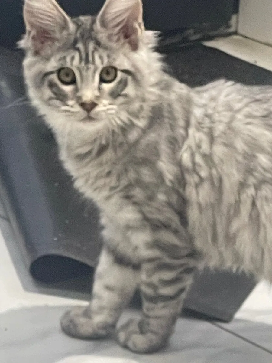 Mainecoon - Image 4
