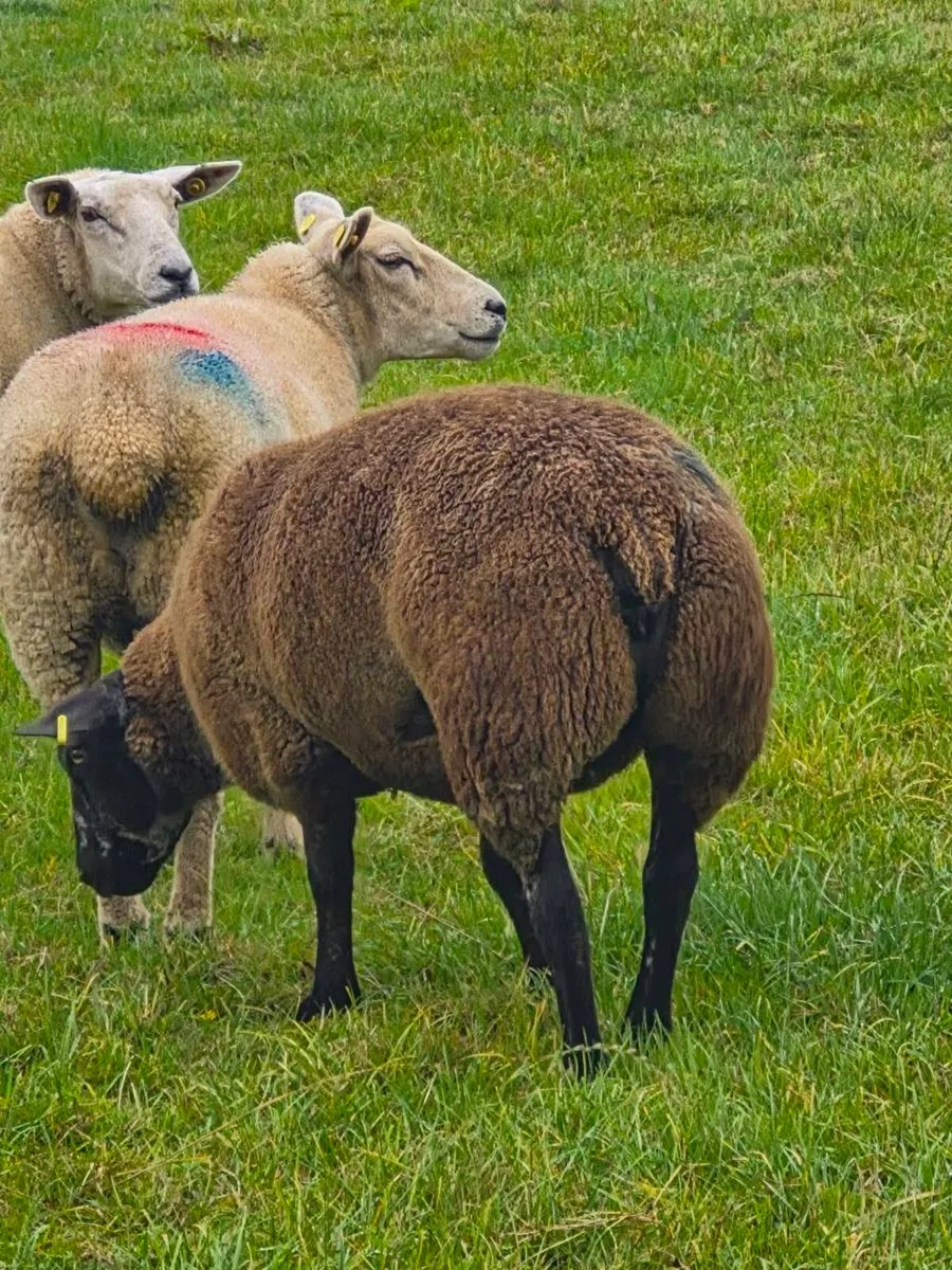 TWO EWE HOGGETTS - Image 2