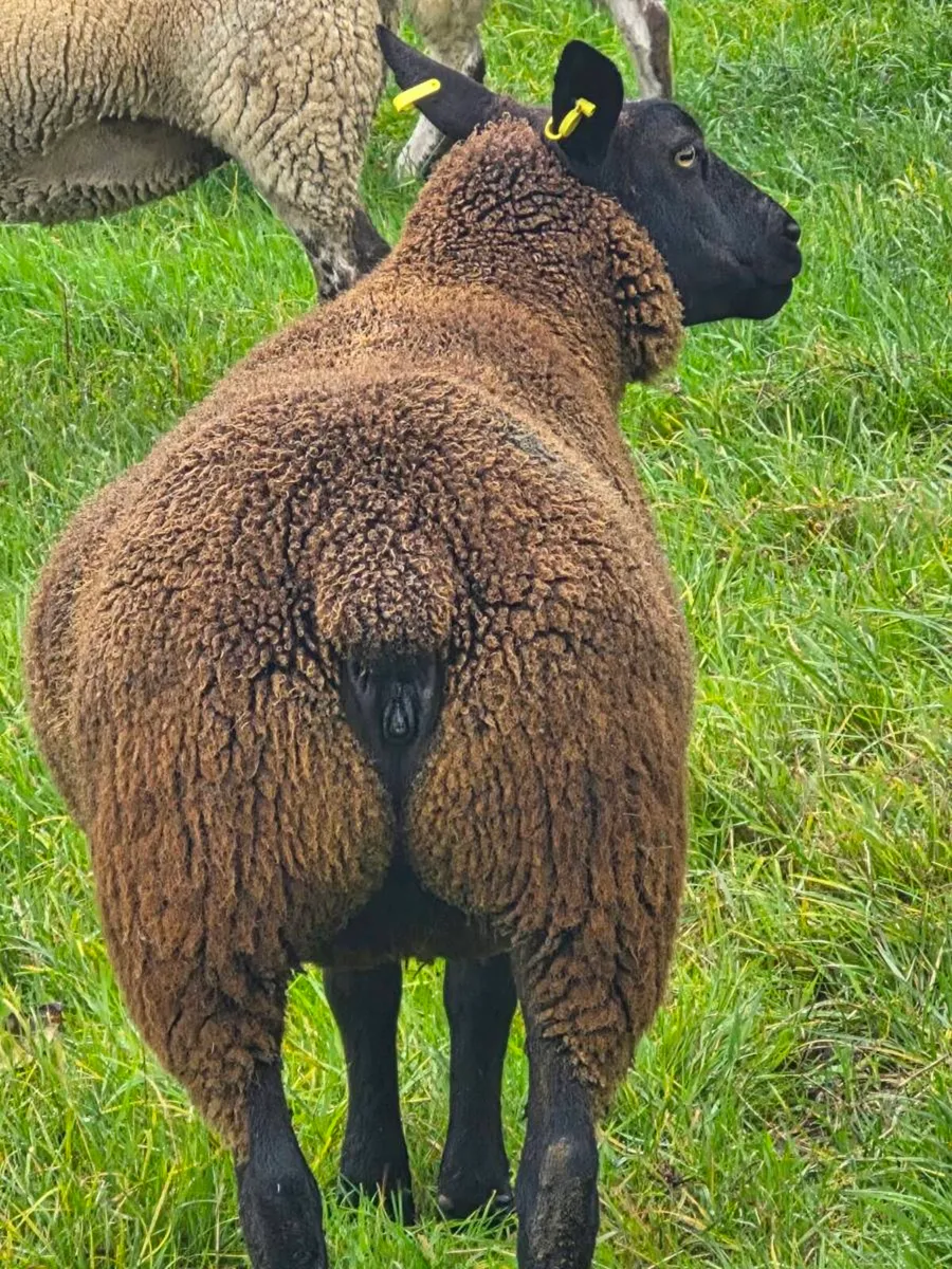 TWO EWE HOGGETTS - Image 3