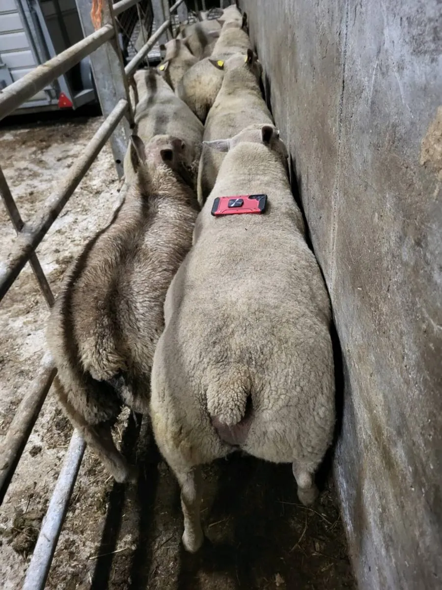PBN Charollais hoggets - Image 3