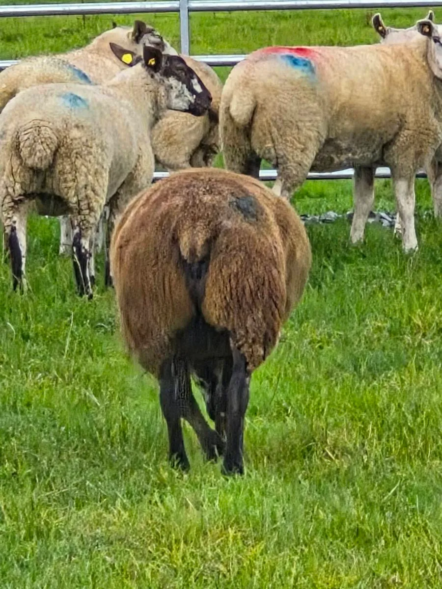 TWO EWE HOGGETTS - Image 4