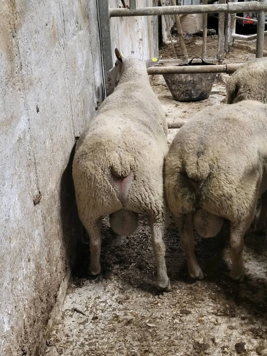 PBN Charollais hoggets - Image 4