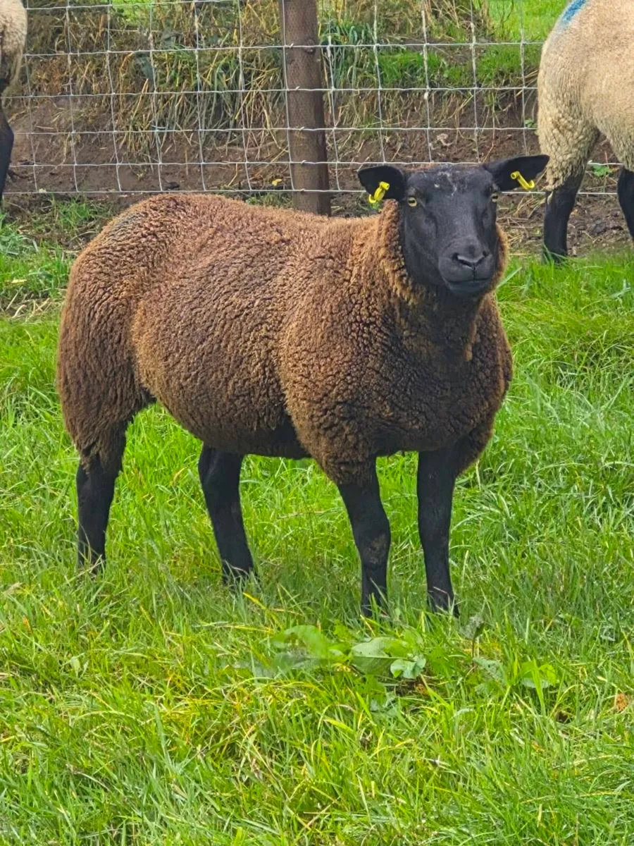 TWO EWE HOGGETTS - Image 1