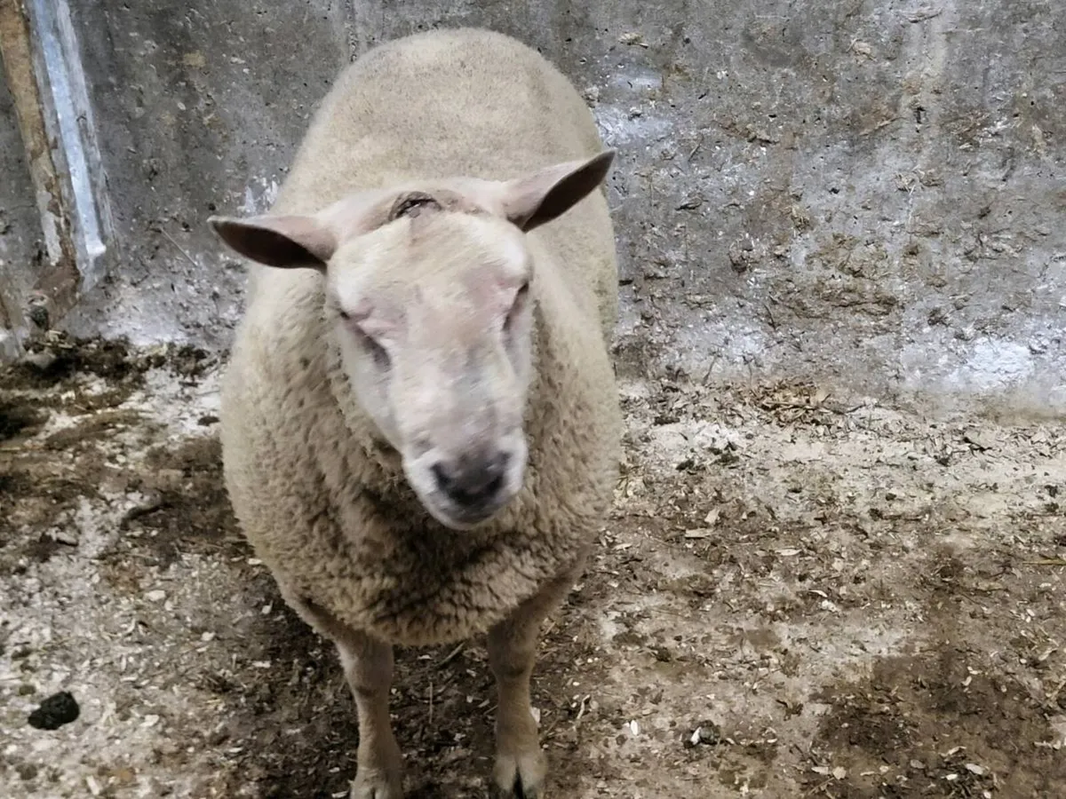 PBN Charollais hoggets - Image 1