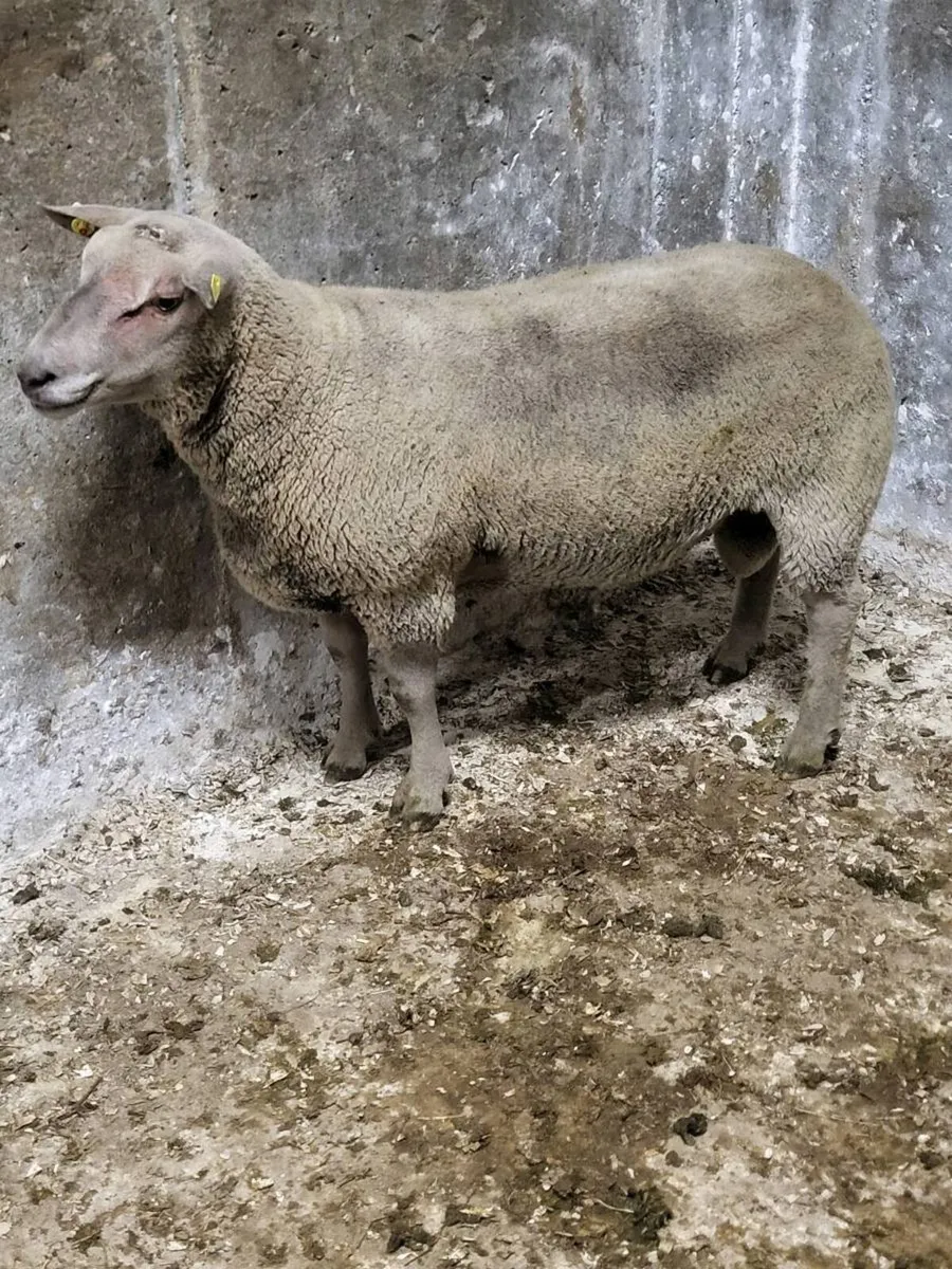 PBN Charollais hoggets - Image 2
