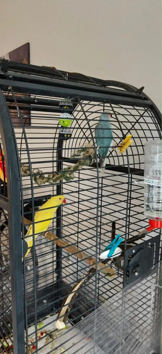 Indian ringneck parrot parrots + cage + food - Image 3