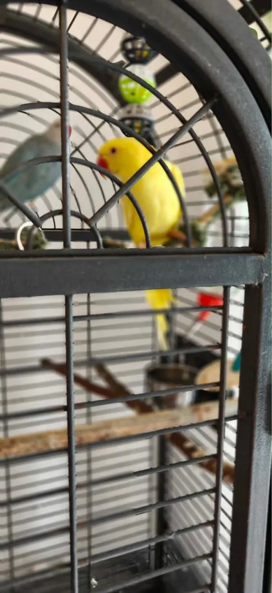 Indian ringneck parrot parrots + cage + food - Image 4