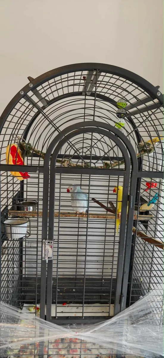 Indian ringneck parrot parrots + cage + food - Image 2