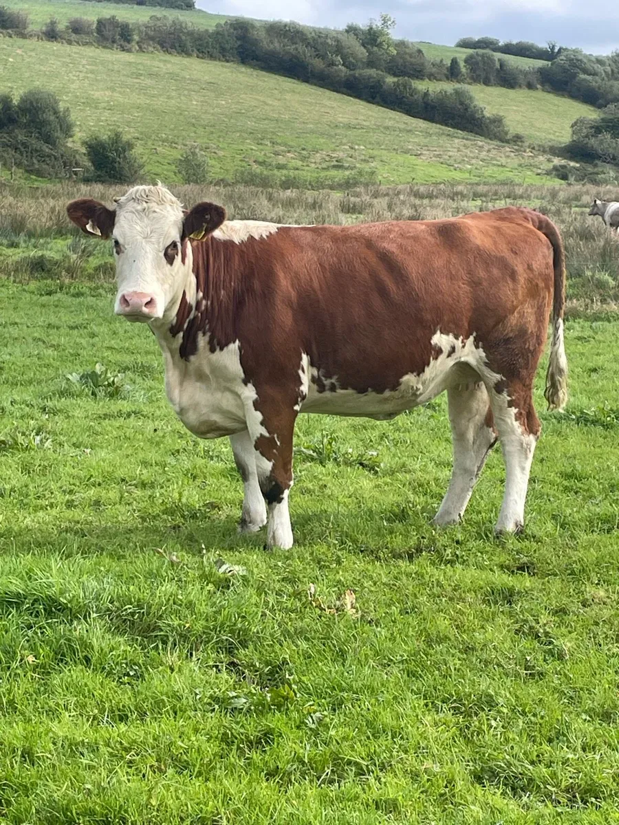5⭐️star genotyped Incalf Simmental heifer - Image 1