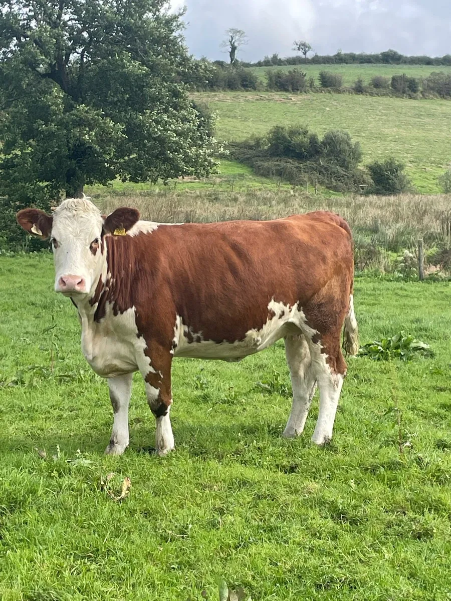 5⭐️star genotyped Incalf Simmental heifer - Image 2