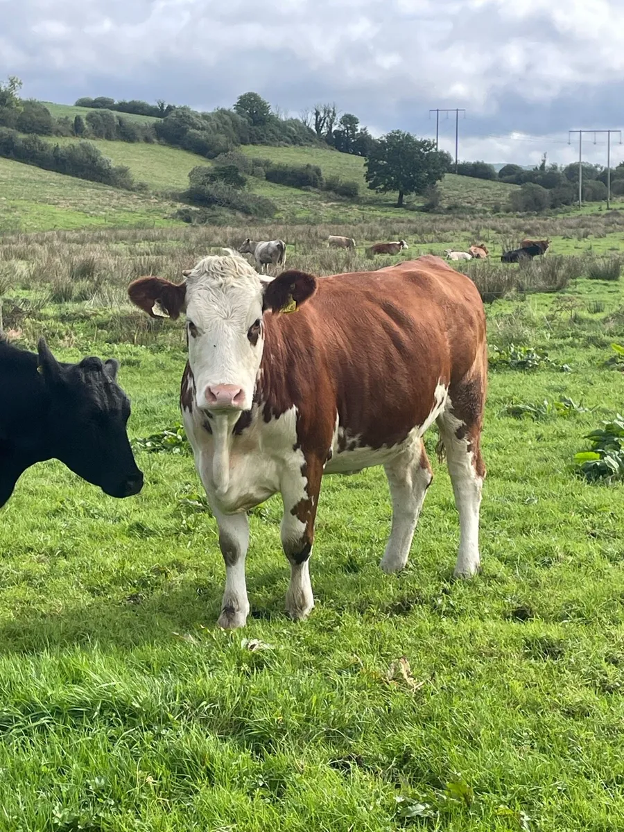 5⭐️star genotyped Incalf Simmental heifer - Image 3