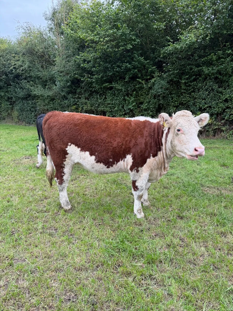 Purebred heifers - Image 2